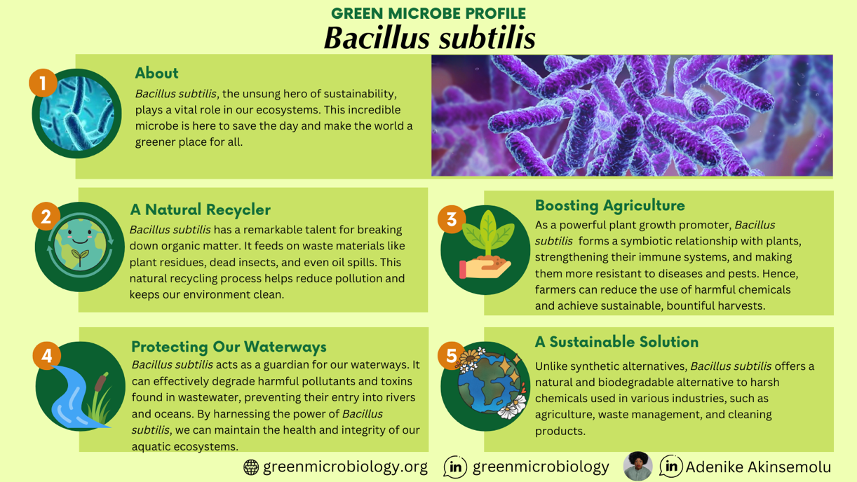 bacillus sutilis