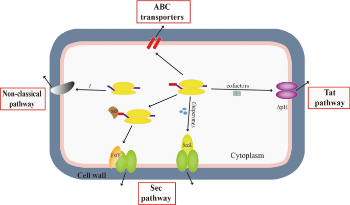 protein secretion pathways in B. subtilis.