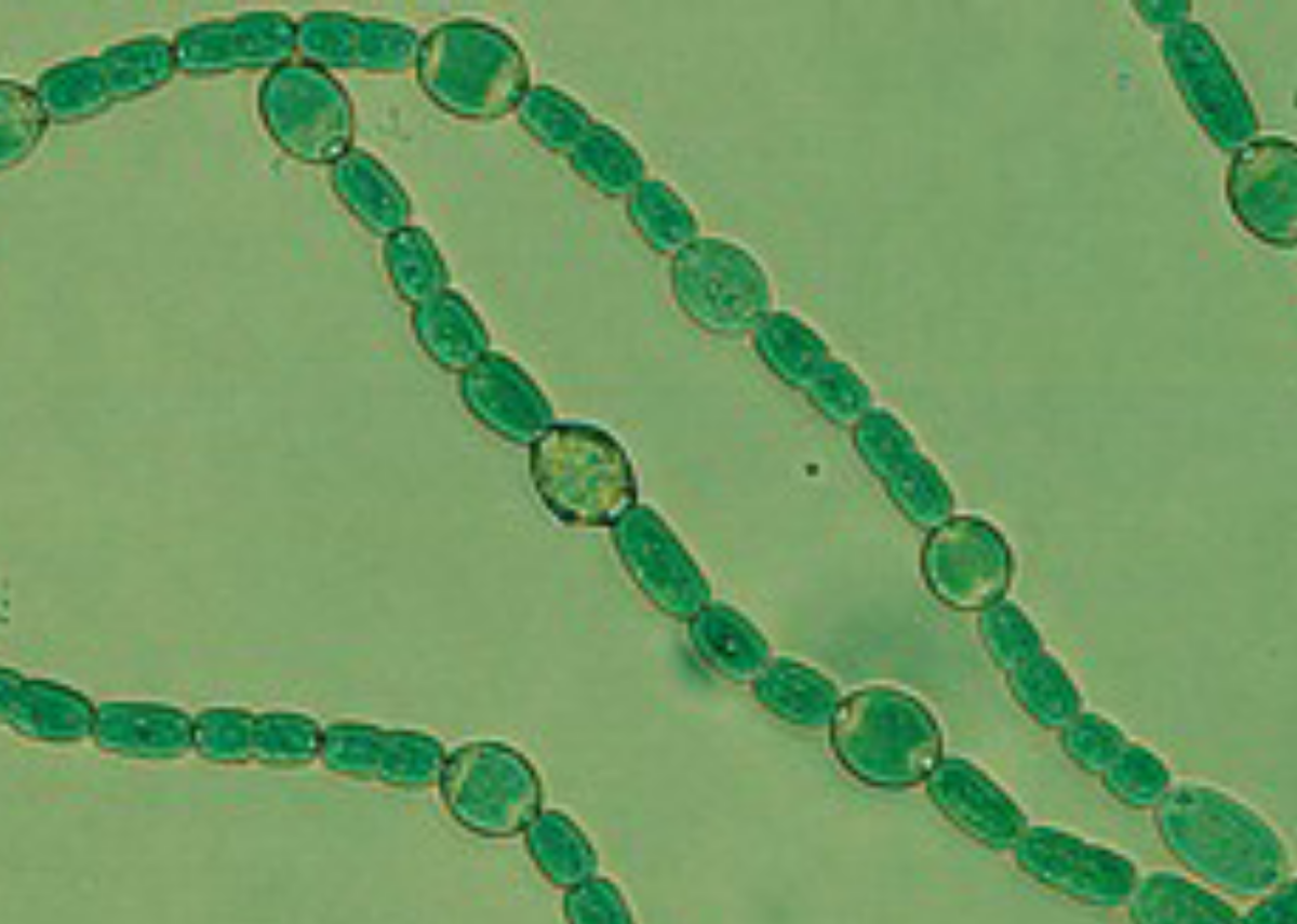 Anabaena azollae