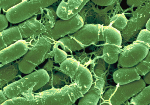 Bacillus thuringiensis