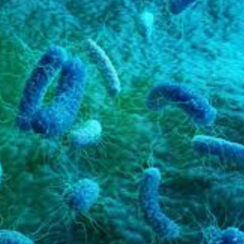 Burkholderia cepacia