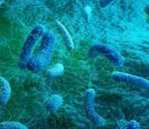 Burkholderia cepacia