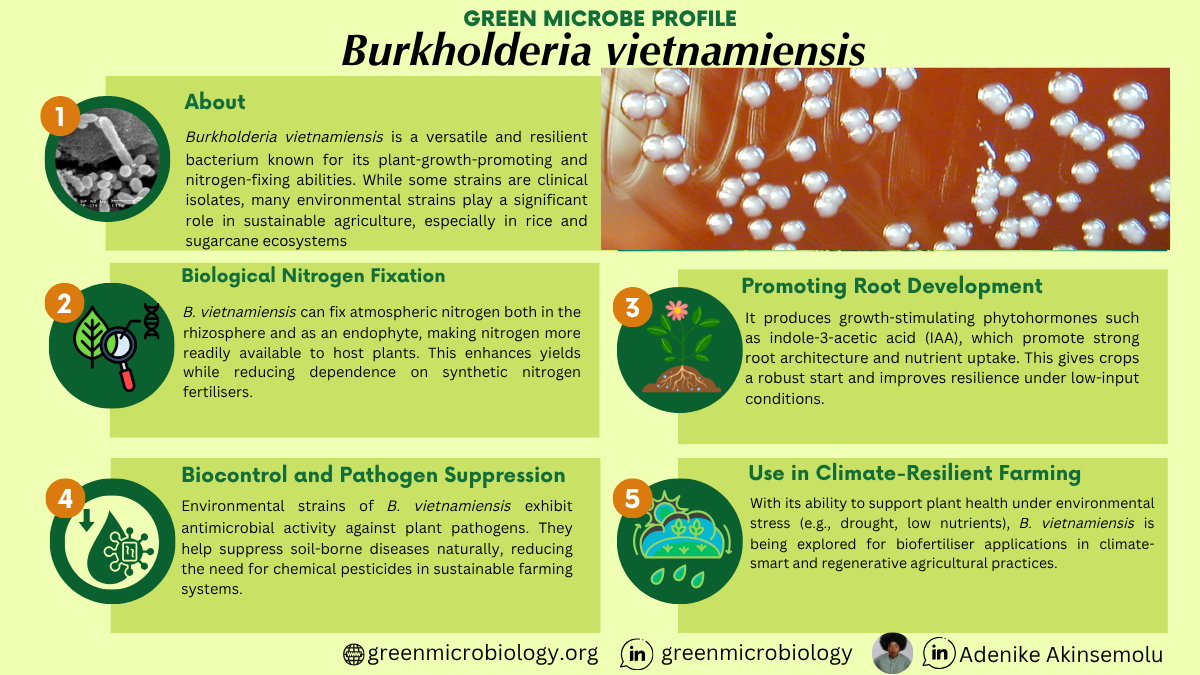 Burkholderia vietnamiensis