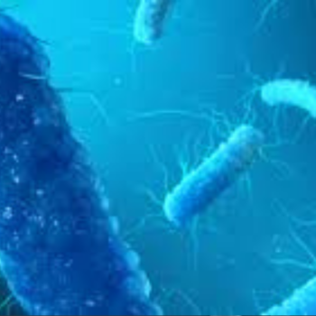 Enterobacter cloacae