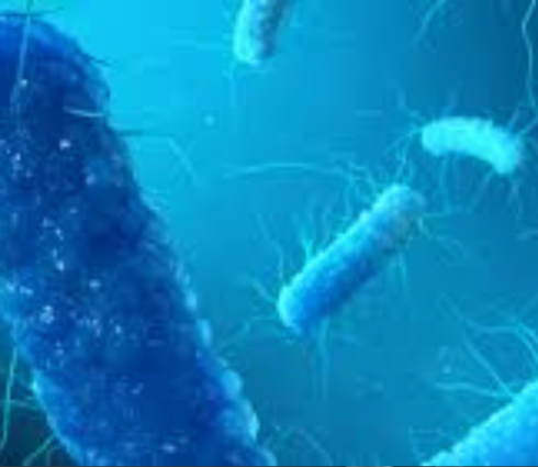 Enterobacter cloacae