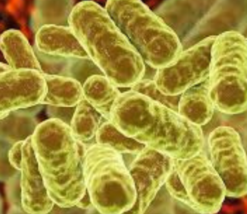 Enterobacter spp