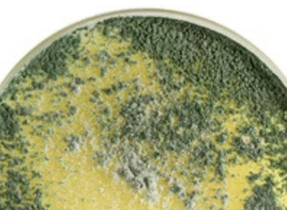 Gliocladium virens