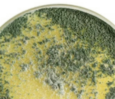Gliocladium virens