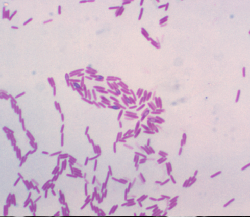 Paenibacillus polymyxa