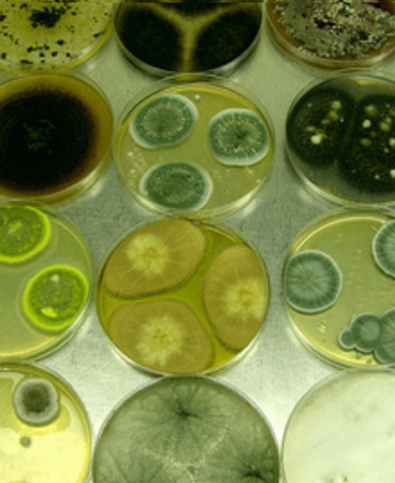 Penicillium bilaii