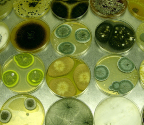 Penicillium bilaii