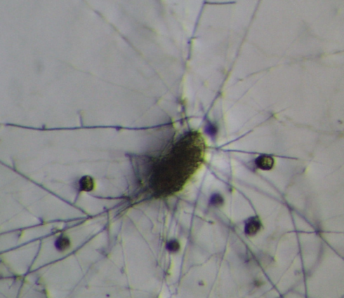 Pochonia chlamydosporia