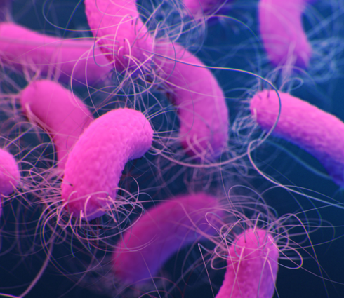 Pseudomonas aeruginosa
