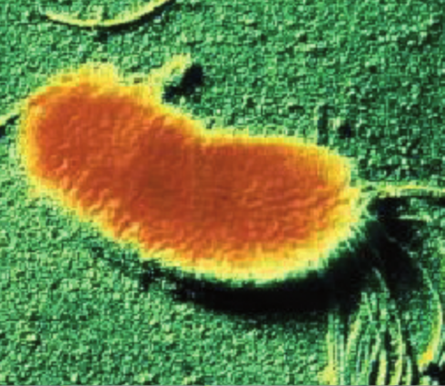 Pseudomonas fluorescens