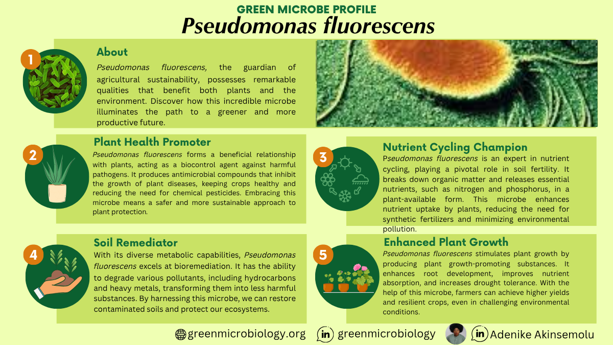 Pseudomonas fluorescens
