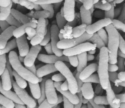 Pseudomonas stutzeri