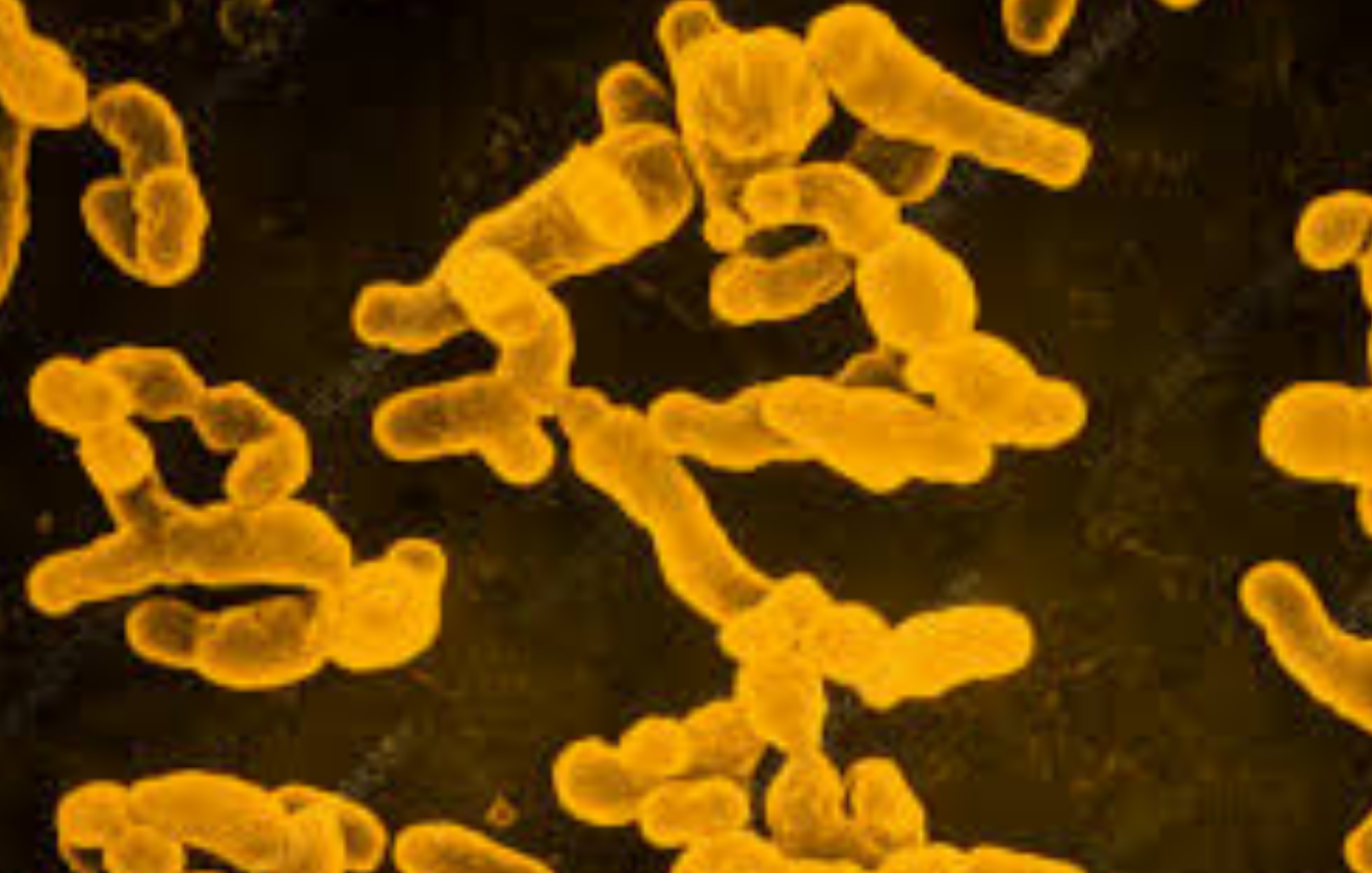 Rhizobium leguminosarum
