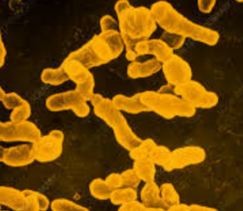 Rhizobium leguminosarum