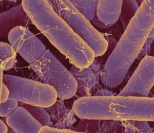 Rhodopseudomonas palustris