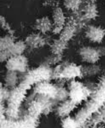 Saccharopolyspora spinosa