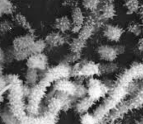 Saccharopolyspora spinosa