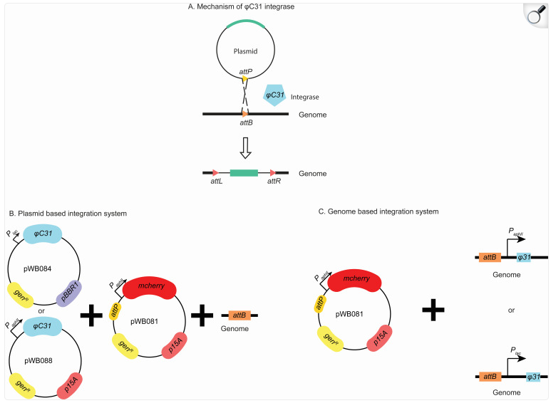 how a phage-based system is used to insert genes into bacteria using different integration methods.