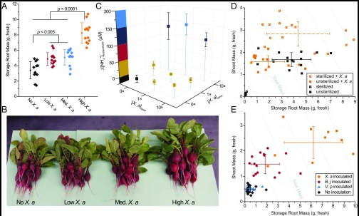Displays how adding different amounts of X. autotrophicus bacteria improves radish growth and yield.