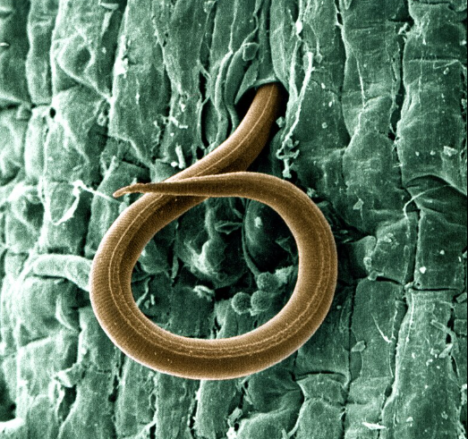 P. lilacinus as a Natural Nematode Fighter