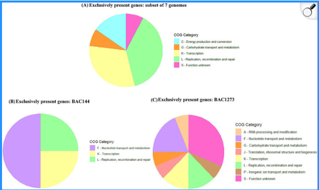 Functions of Unique Genes in Selected Bacteria