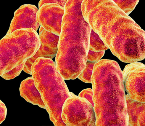 Serratia marcescens