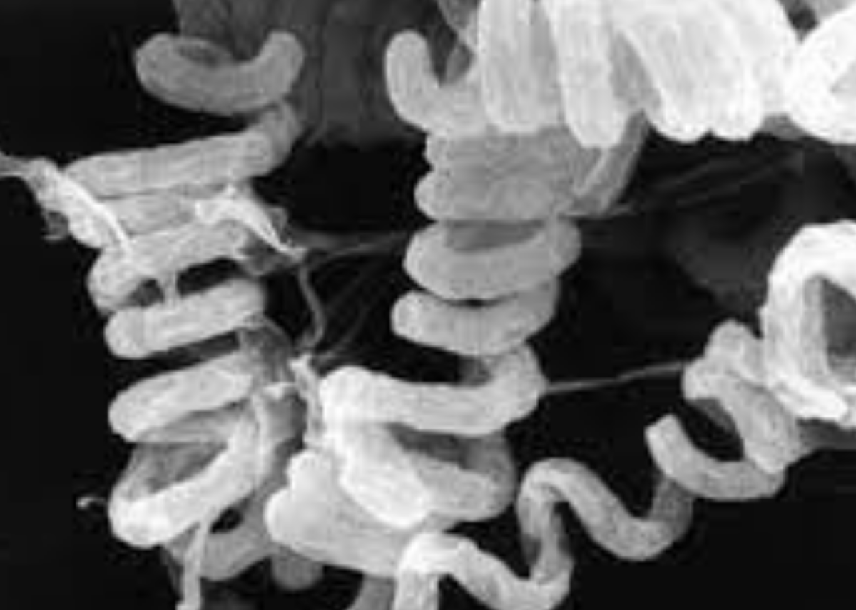 Streptomyces avermitilis