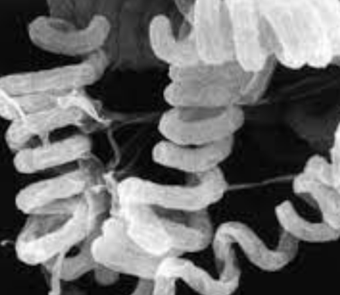 Streptomyces avermitilis