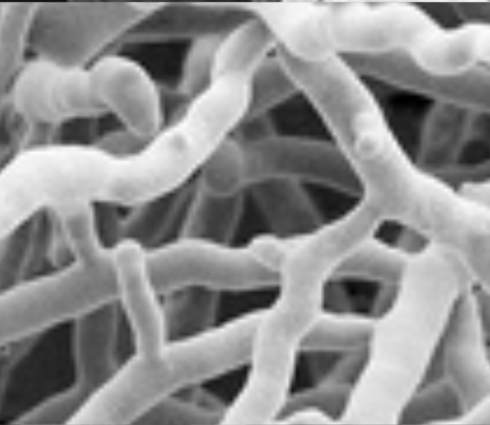 Streptomyces lydicus