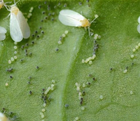 Verticillium lecanii