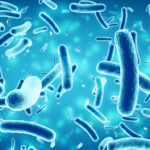 Bacillus Subtilis