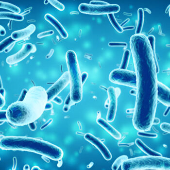 Bacillus Subtilis