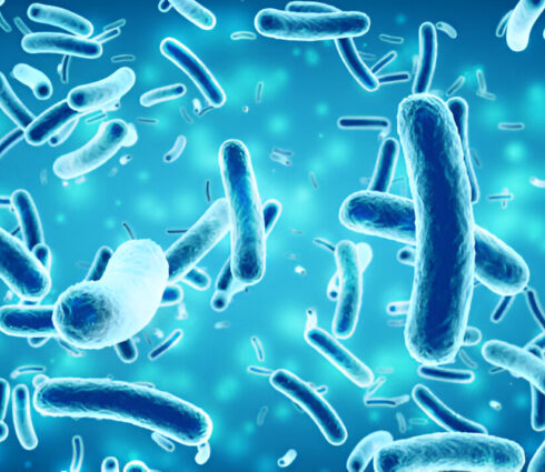 Bacillus Subtilis