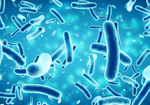 Bacillus Subtilis