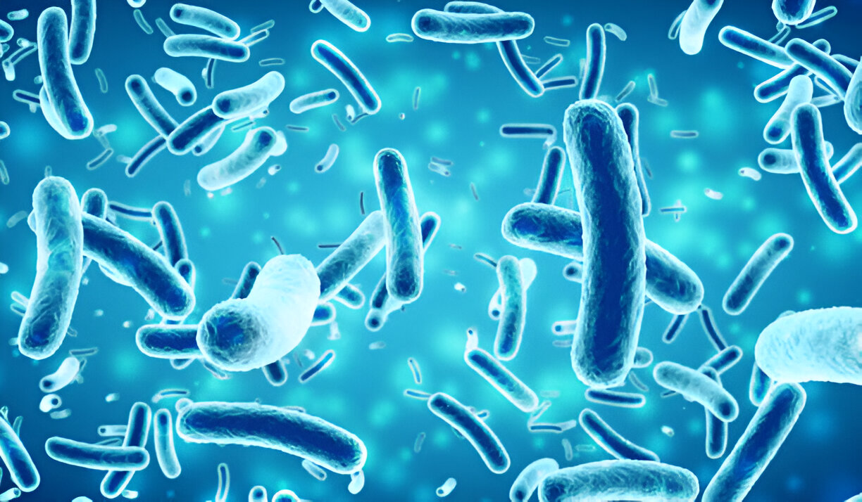 Bacillus Subtilis