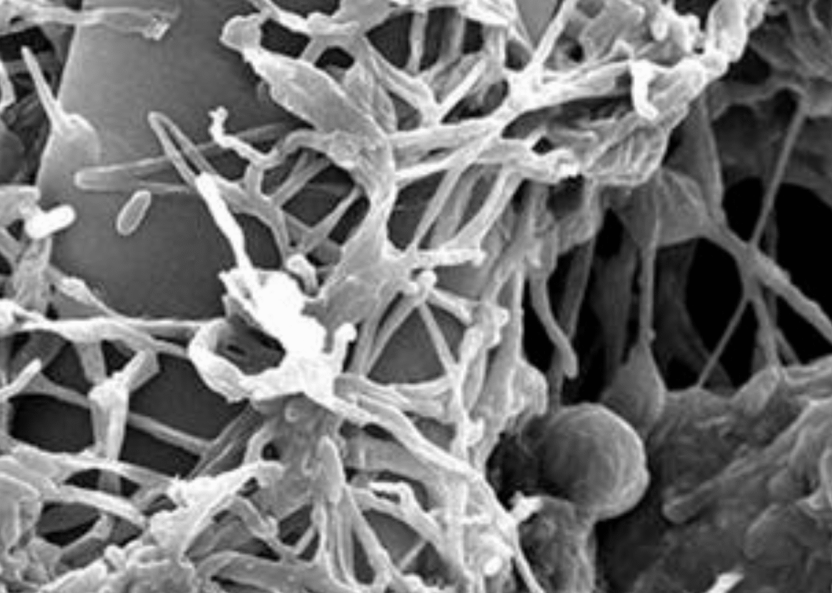 Lecanicillium longisporum