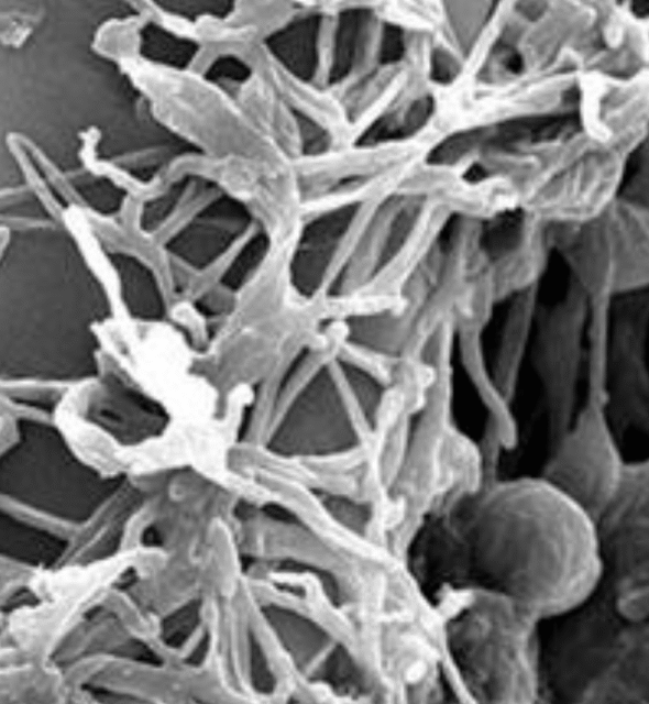 Lecanicillium longisporum