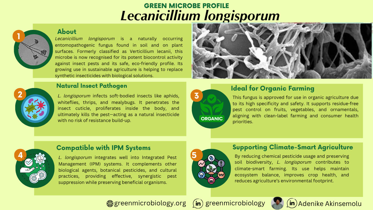 Lecanicillium longisporum
